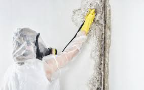 Best HVAC Mold Inspection and Cleaning in La Vernia, TX